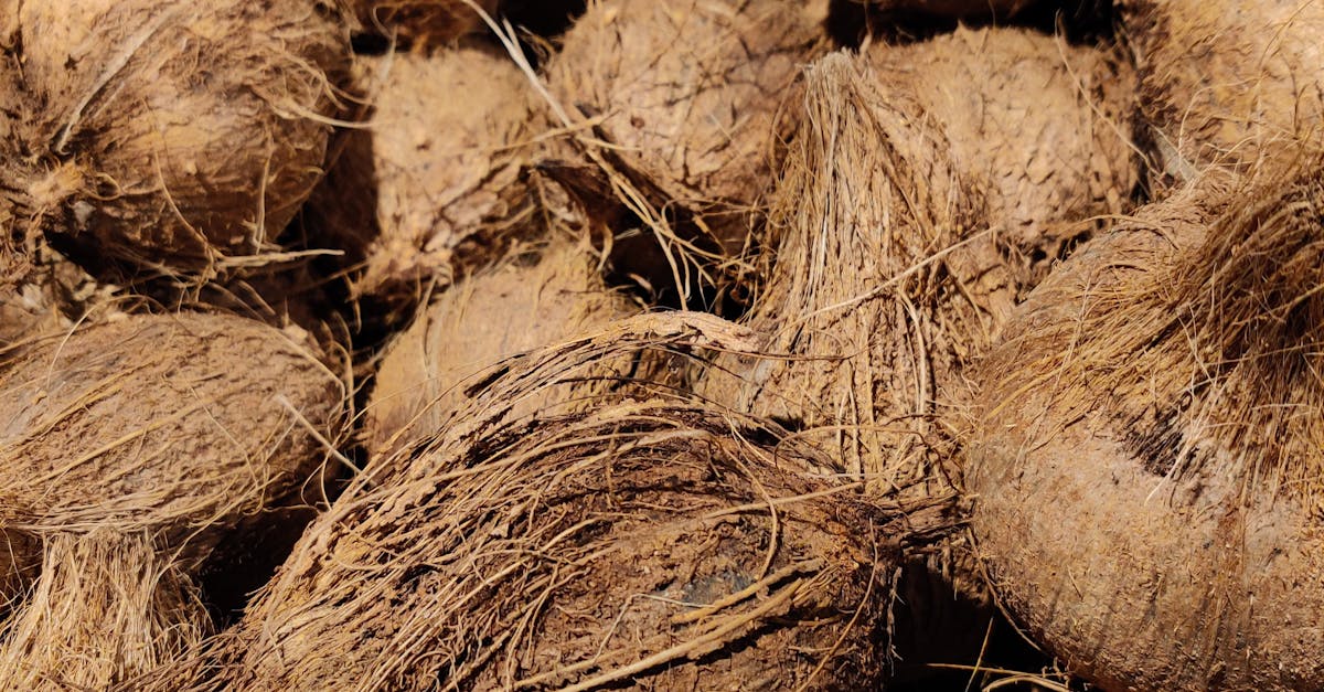 Pengembangan Industri Berkelanjutan Berbasis Sabut Kelapa