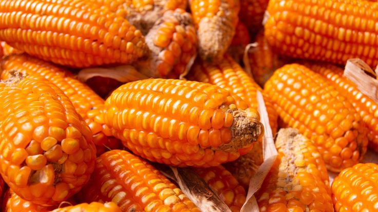 Efisiensi Pemipilan Jagung: Cara Meningkatkan Produktivitas dan Kualitas Hasil Panen