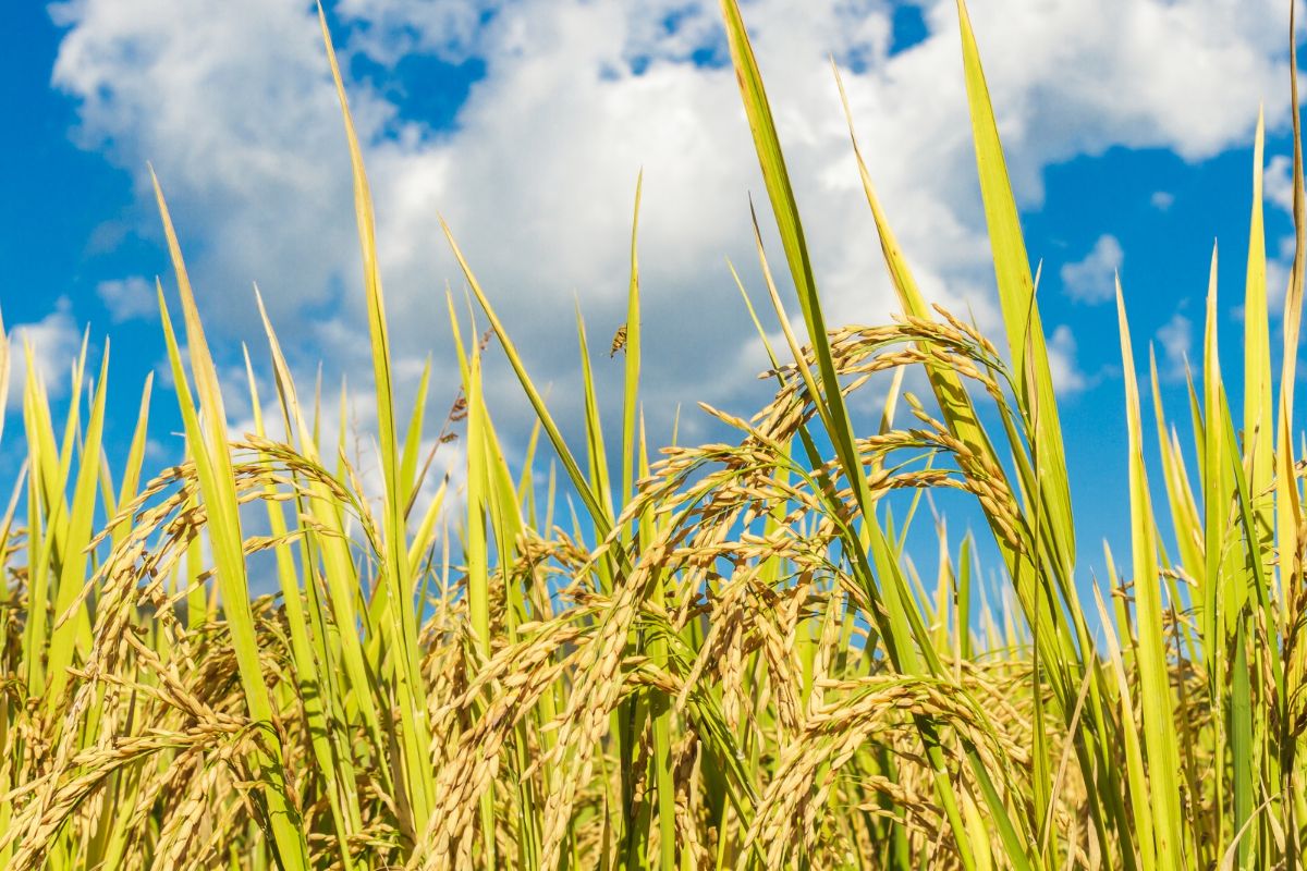 mesin pemotong padi mini